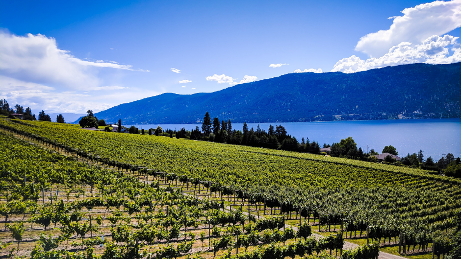 7 Must-Try Wineries from Canada