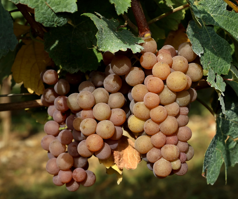 Pinot Gris